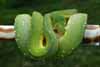 Green tree python (Morelia viridis) female