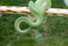 Green tree python (Morelia viridis) male