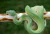 Green tree python (Morelia viridis) male