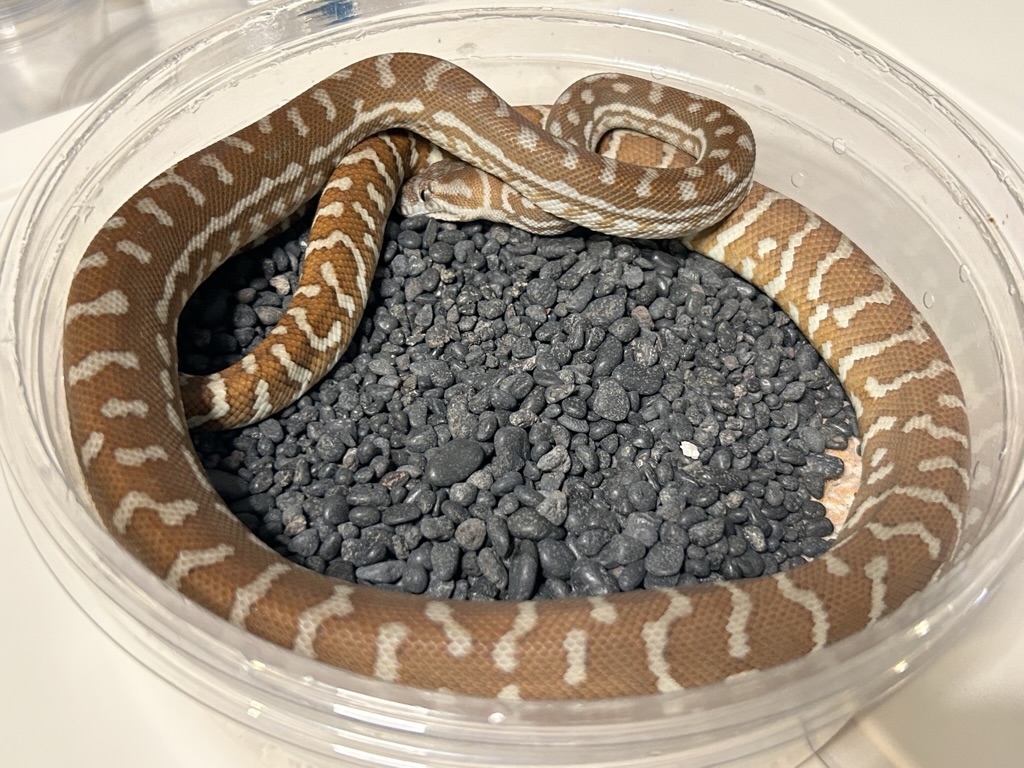 Hypo
                    Bredl's python Morelia bredli