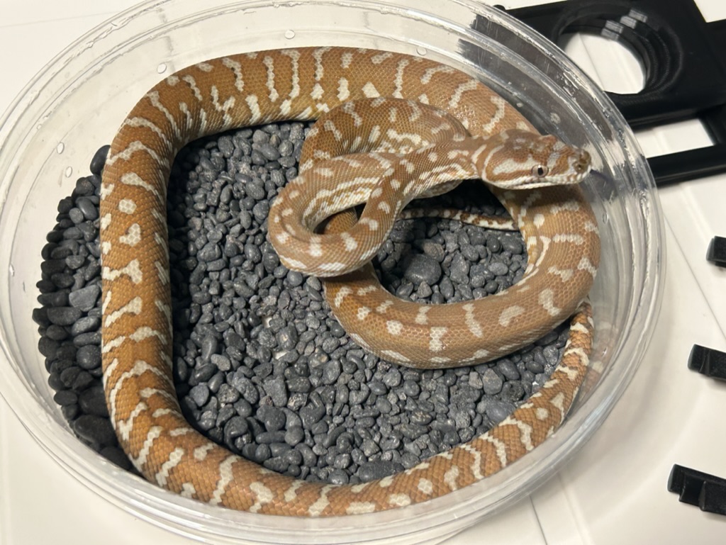 Hypo
                    Bredl's python Morelia bredli
