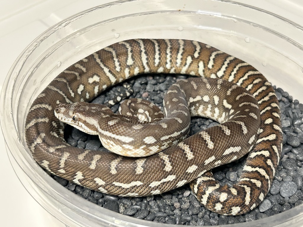 Hypo
                    Bredl's python Morelia bredli