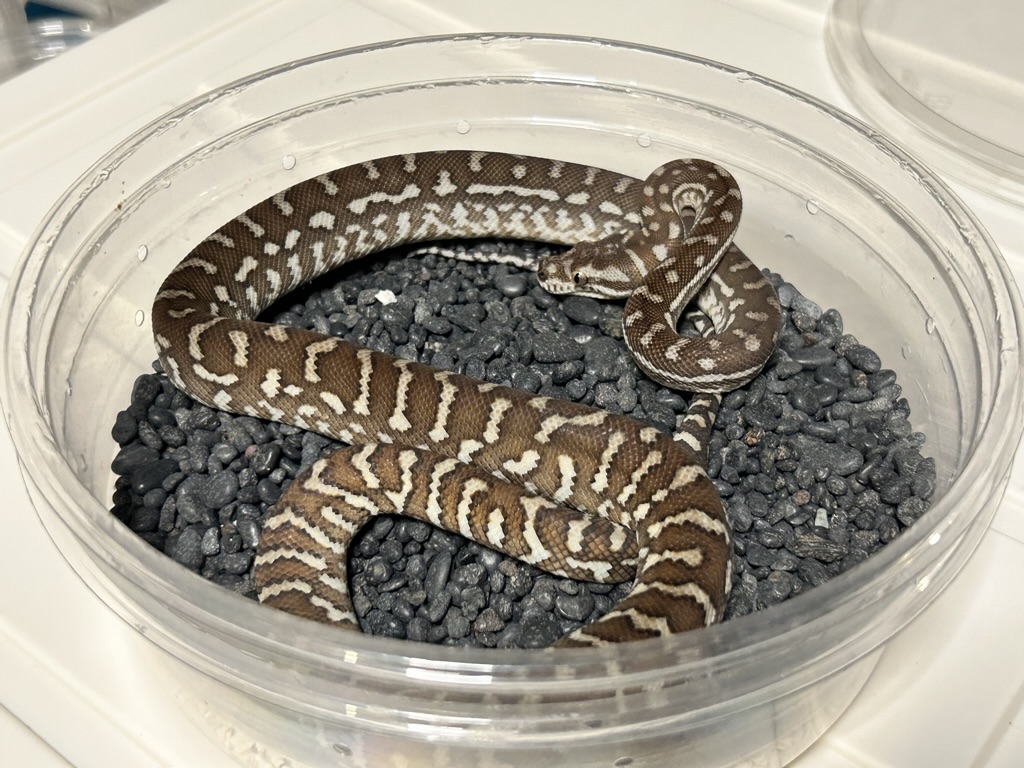 Hypo
                    Bredl's python Morelia bredli
