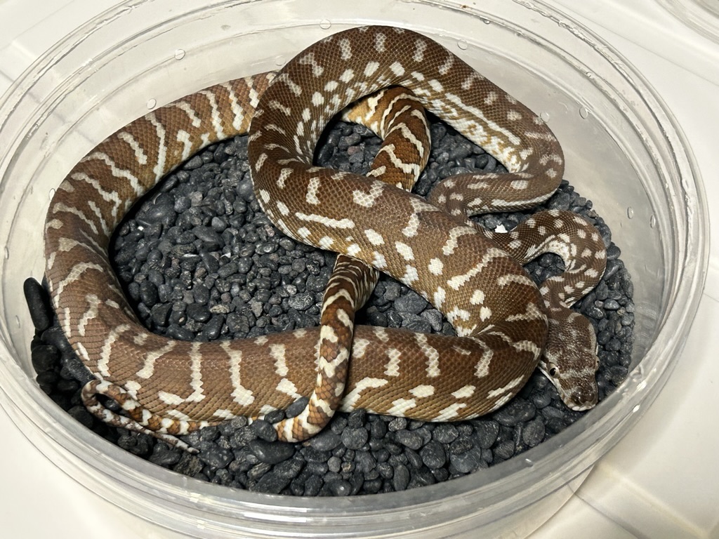 Hypo
                    Bredl's python Morelia bredli