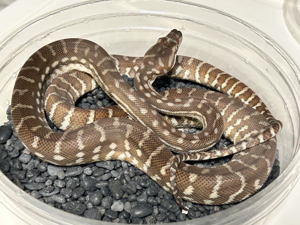 Hypo
                    Bredl's python Morelia bredli