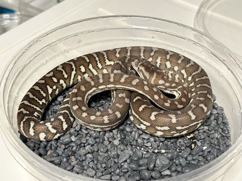 Hypo
                    Bredl's python Morelia bredli