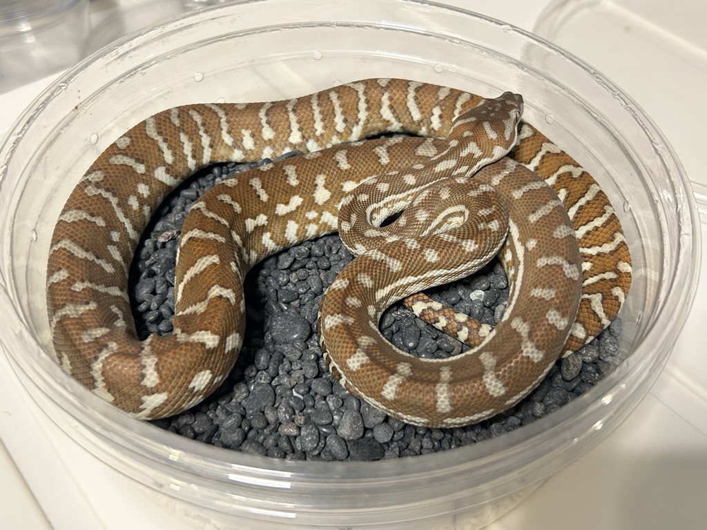 Hypo
                    Bredl's python Morelia bredli
