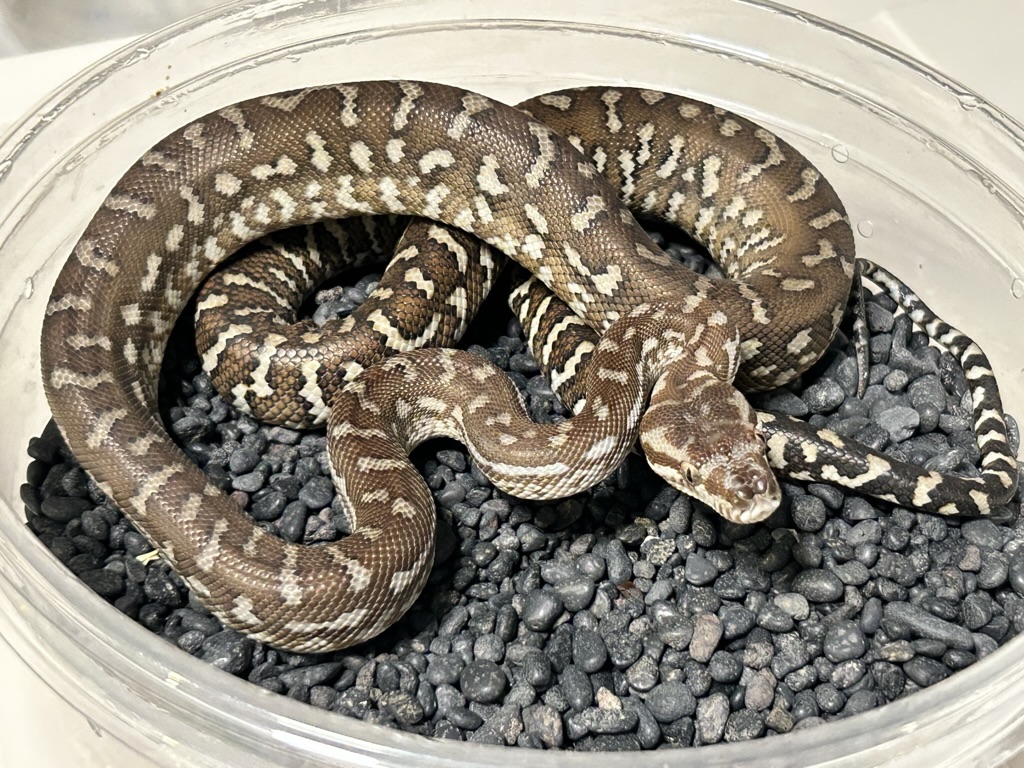 Hypo
                    Bredl's python Morelia bredli