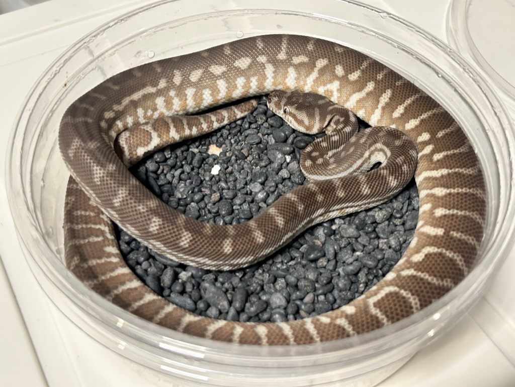 Hypo
                    Bredl's python Morelia bredli