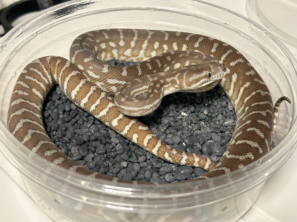Hypo
                    Bredl's python Morelia bredli