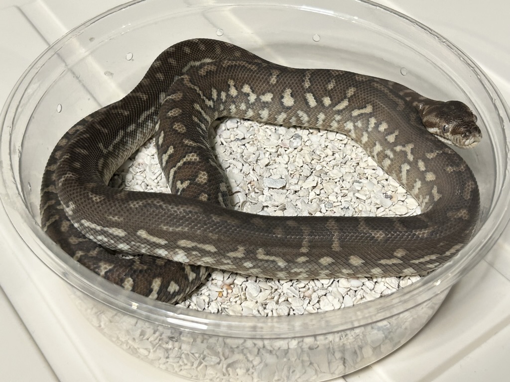 Hypo
                    Bredl's python Morelia bredli