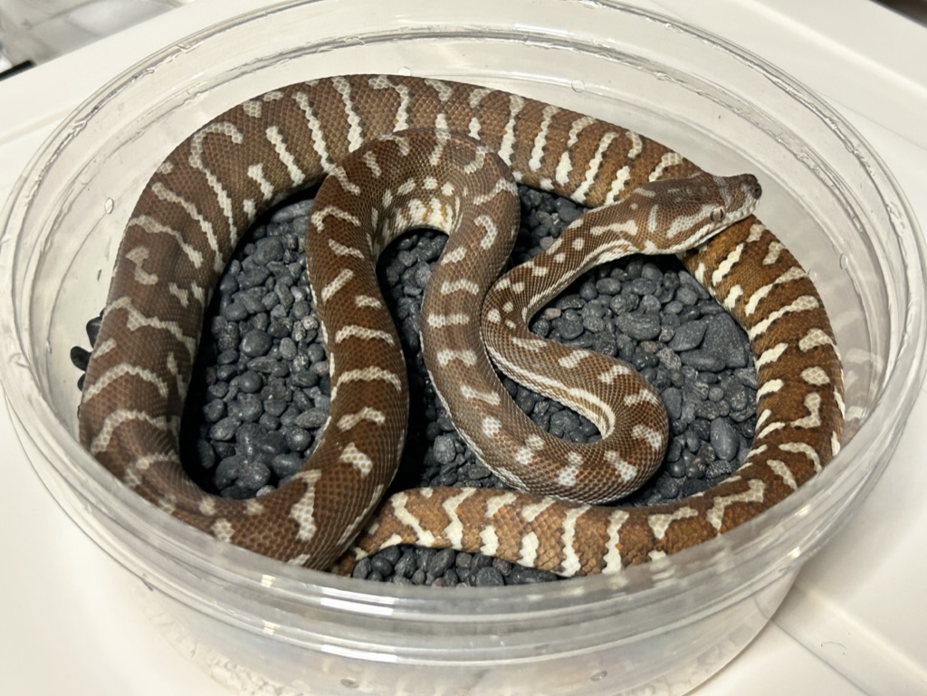 Hypo
                    Bredl's python Morelia bredli
