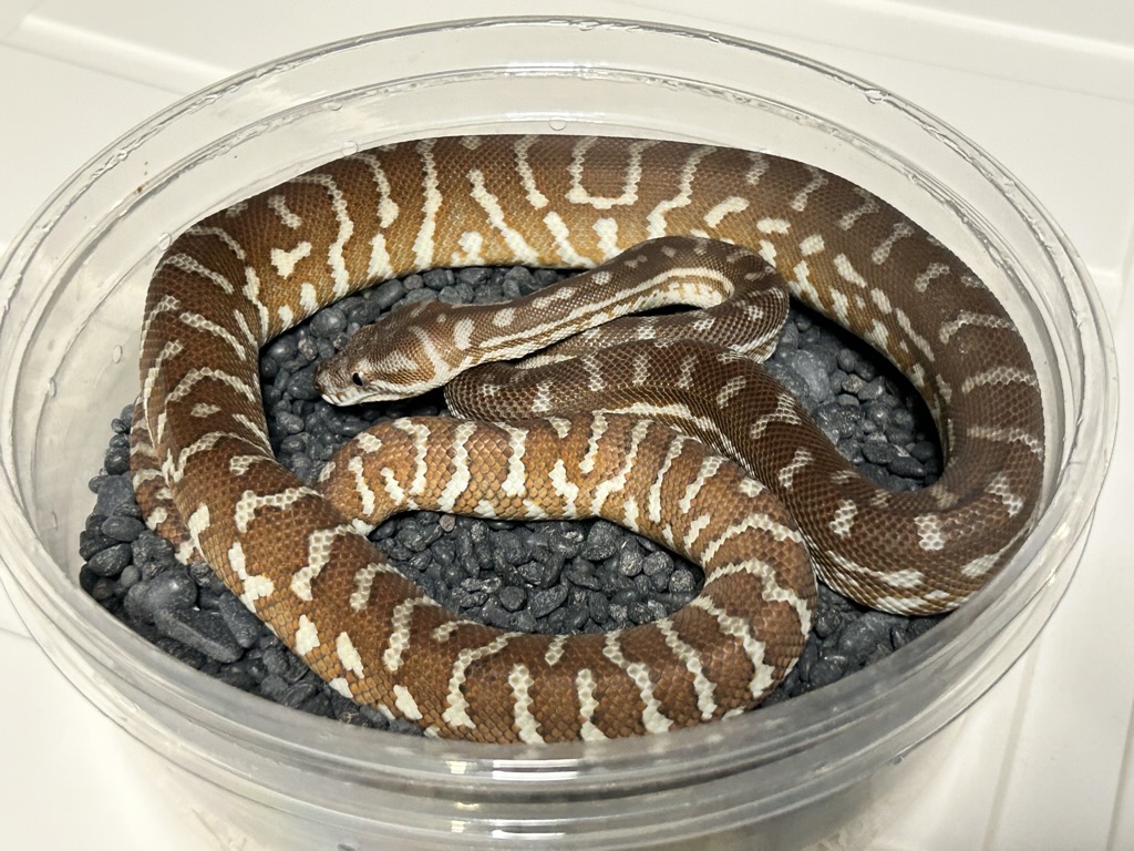 Hypo
                    Bredl's python Morelia bredli
