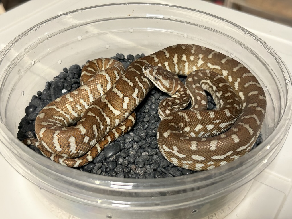 Hypo
                    Bredl's python Morelia bredli