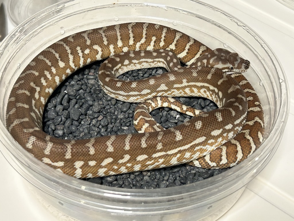 Hypo
                    Bredl's python Morelia bredli