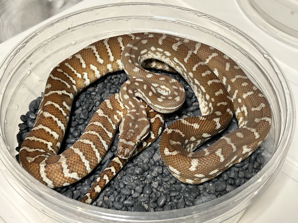 Hypo
                    Bredl's python Morelia bredli