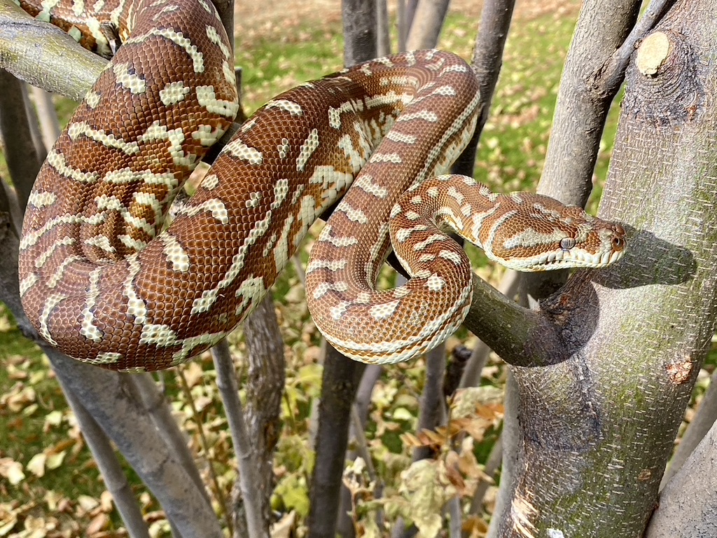Hypo
                    Bredl's python Morelia bredli