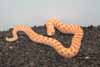 Albino hognose snake