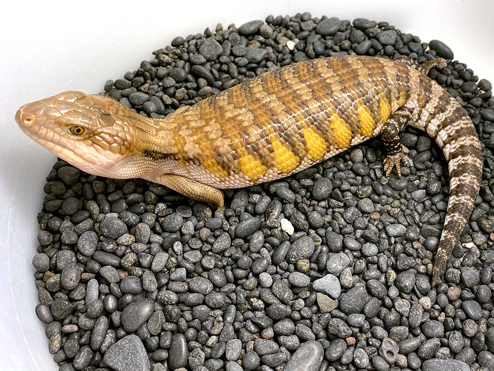 Blue Tongue
                  Skink for sale
