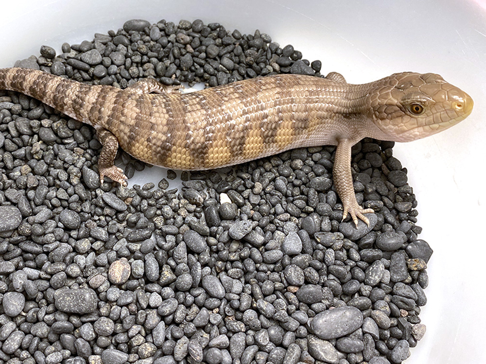 Blue Tongue
                  Skink for sale