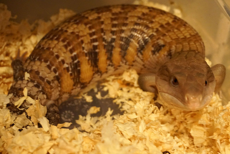 Blue Tongue Skink for sale