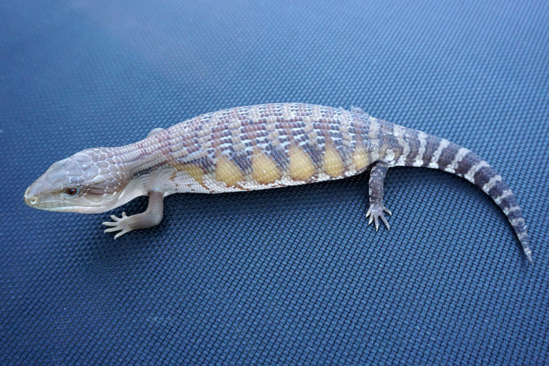Blue Tongue Skink for sale