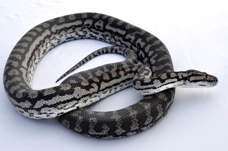 Inland carpet
                      python