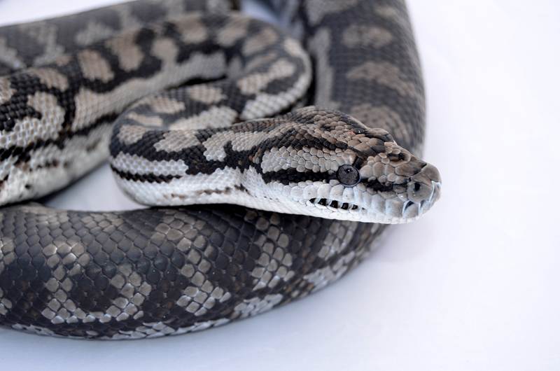 Inland carpet
                      python