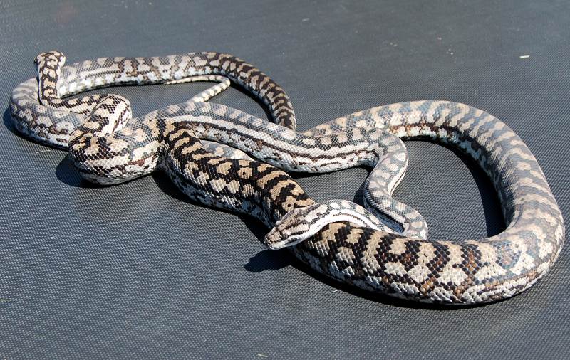 Inland Carpet python