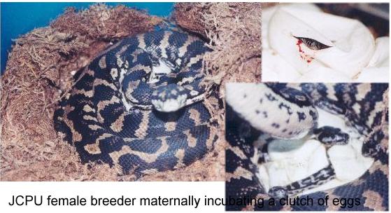 Maternal incubation of Jungle carpet pythons