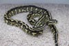 New female Jungle carpet python