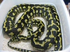 Python Pete line striped male