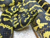 Closeup of Lilly, awesome breeder jungle carpet python