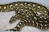 Closeup of Skunk jungle carpet python