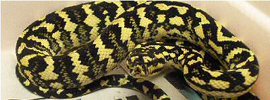 jungle carpet pythons