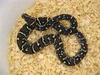 Angolan python hatchling