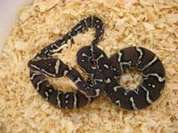 Angolan python hatchling