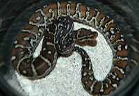 Angolan python hatchling