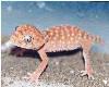 Spiny knob-tailed gecko (Nephrurus amyae)