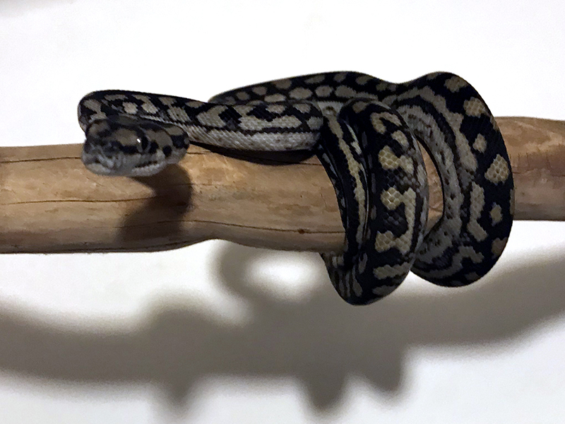 Inland carpet python