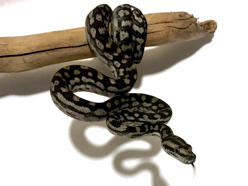 Inland carpet python