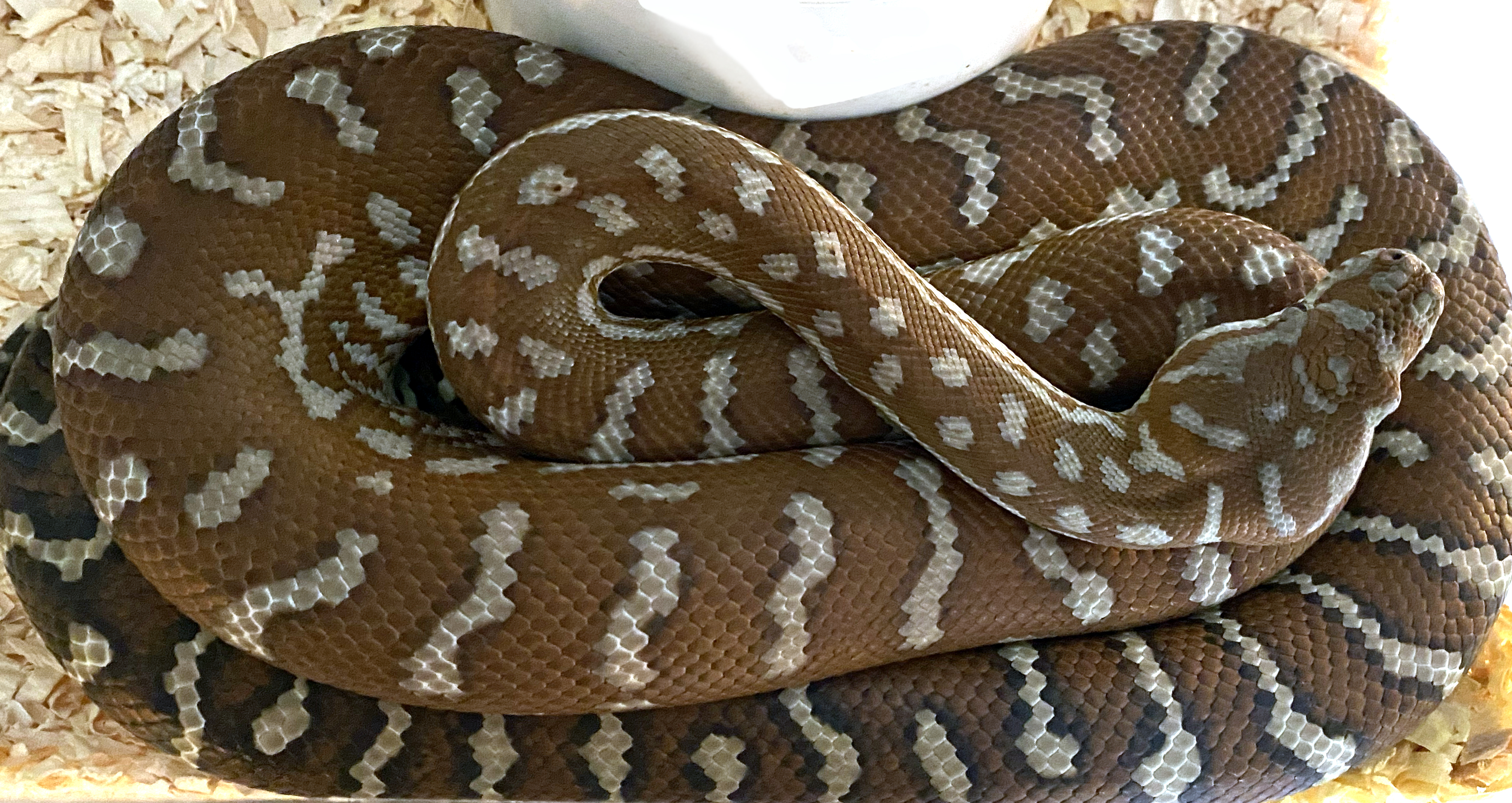 Hypo Bredl's python Morelia bredli