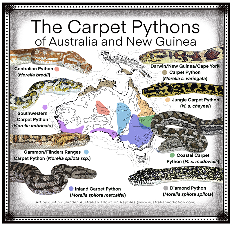 Carpet Python Poster