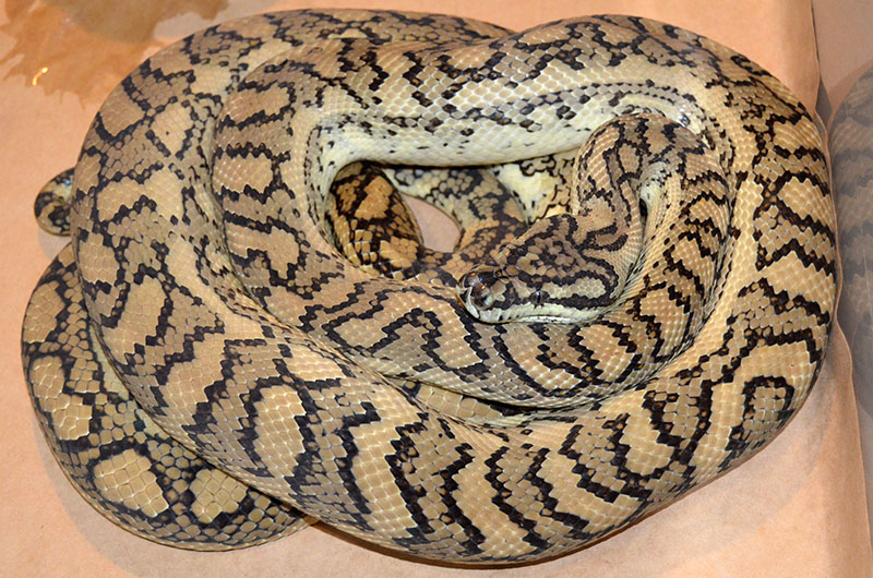 Coastal Carpet Python Brisbane Carpet Vidalondon