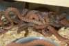 Childrens python hatchlings