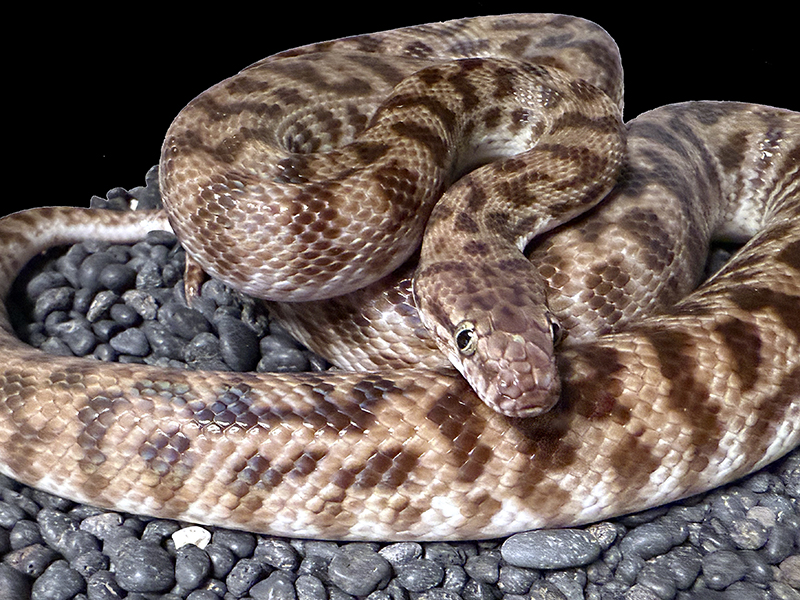 Pygmy Banded Python