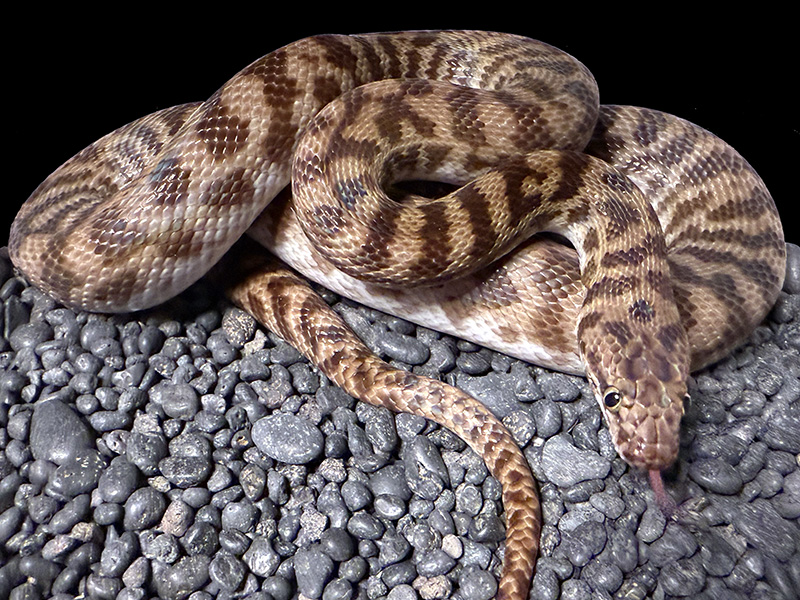 Pygmy Banded Python