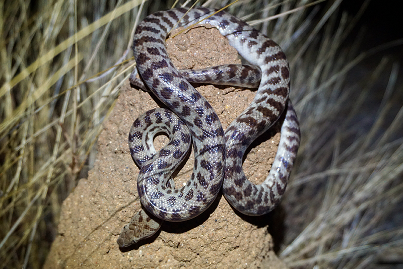 Wild Pygmy Banded Python