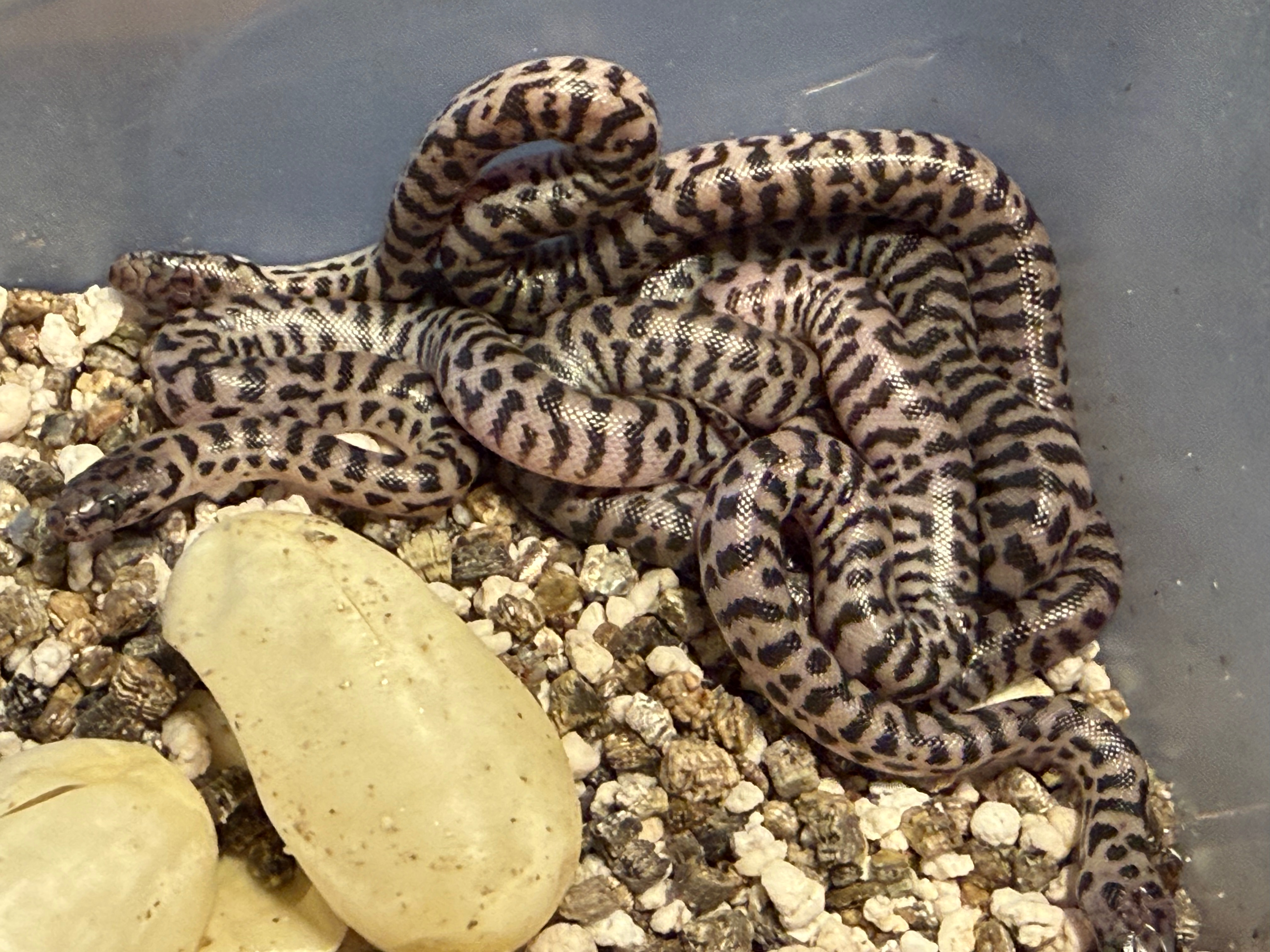 hatchling Pygmy Banded Python
