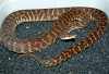 Stimson's python male